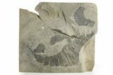 Bargain, Eurypterus (Sea Scorpion) Fossil - New York #369320-1